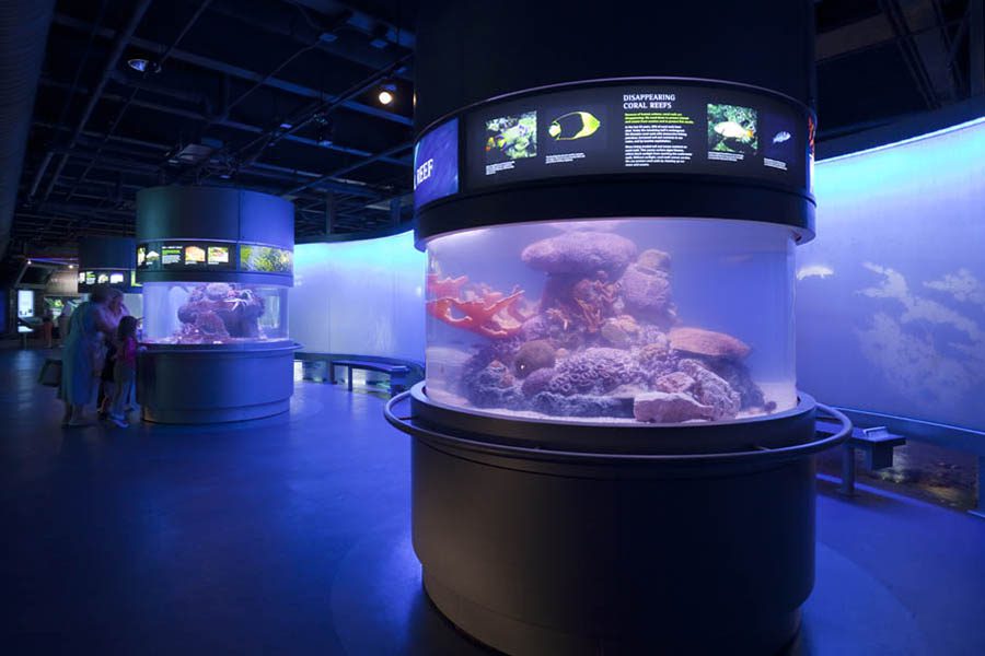 national-mississippi-river-museum-aquarium-dixon-studios